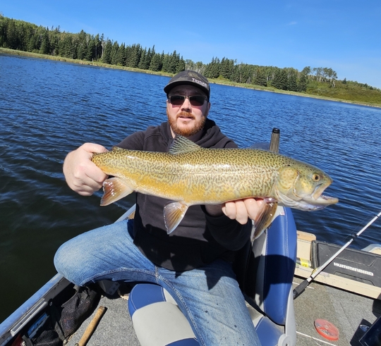 Tiger Trout