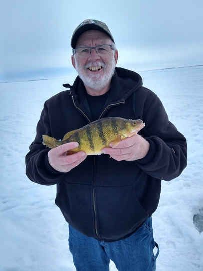 Yellow Perch