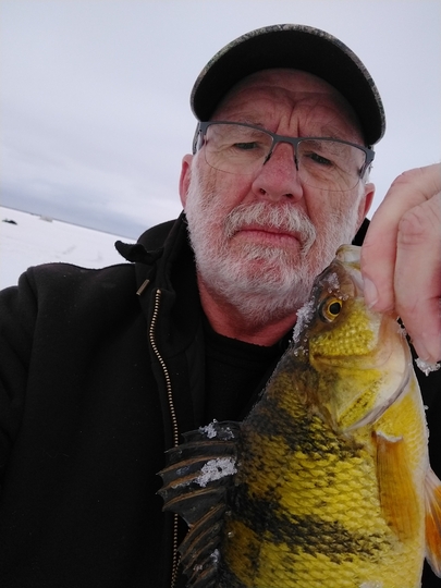 Yellow Perch