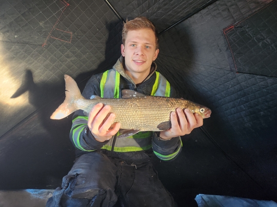 Lake Whitefish