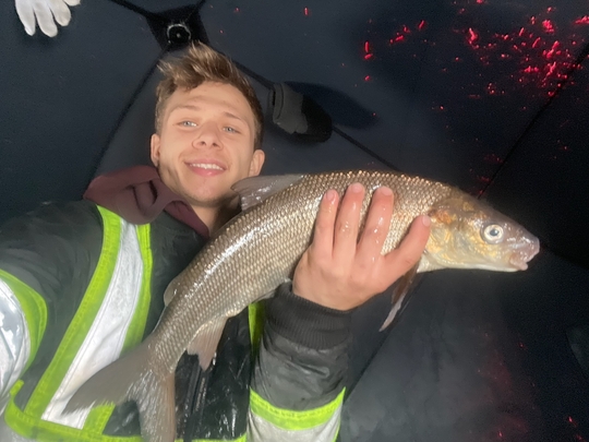 Lake Whitefish