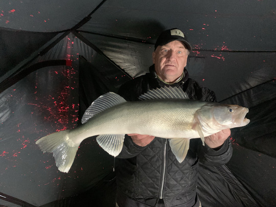 Walleye