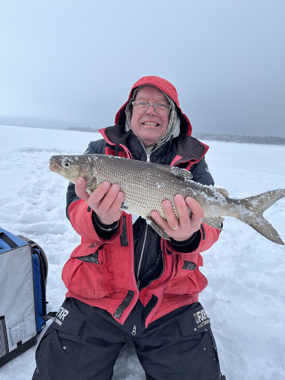 Lake Whitefish