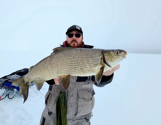 Lake Whitefish