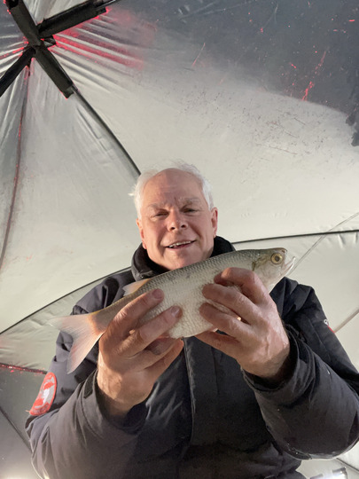 Goldeye