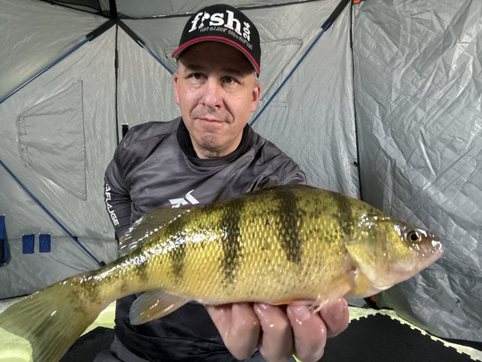 Yellow Perch