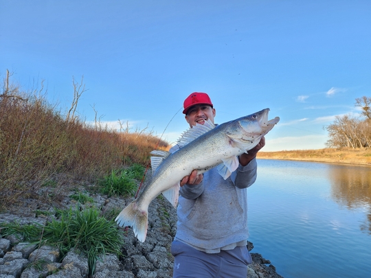 Walleye
