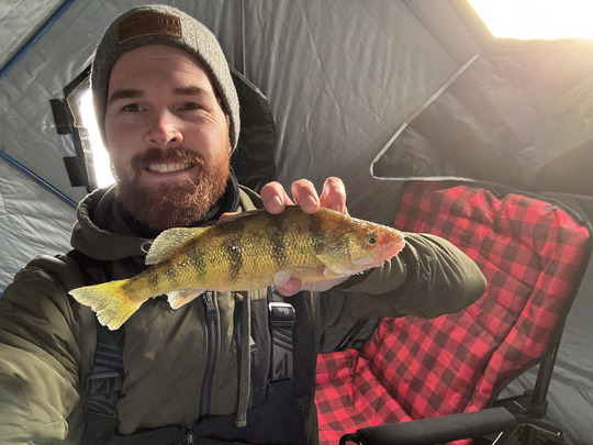Yellow Perch