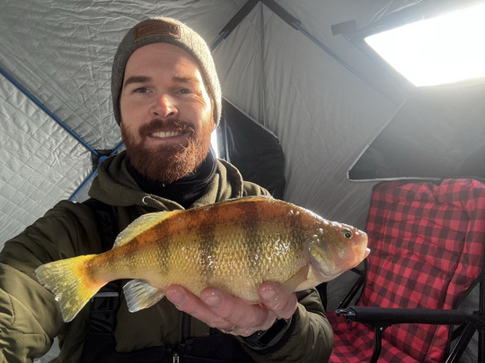 Yellow Perch