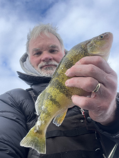 Yellow Perch
