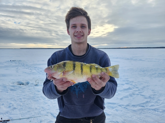 Yellow Perch