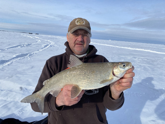 Lake Whitefish