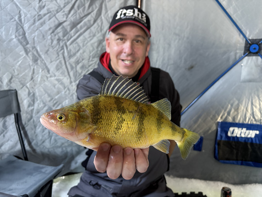 Yellow Perch