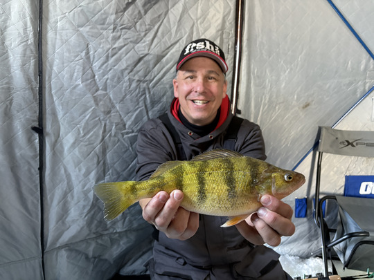 Yellow Perch