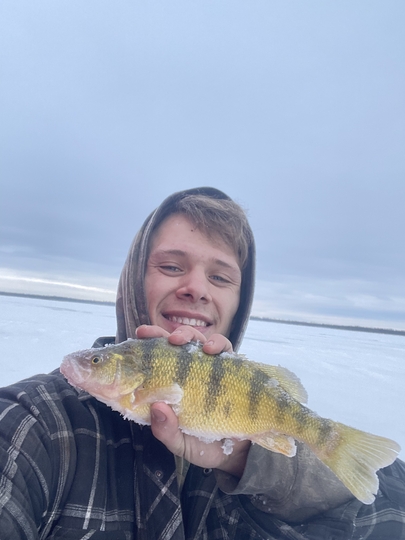 Yellow Perch