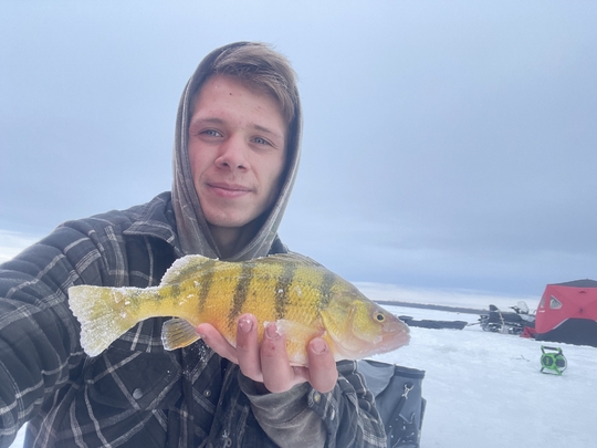 Yellow Perch