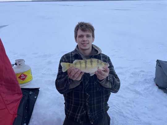 Yellow Perch