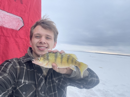 Yellow Perch