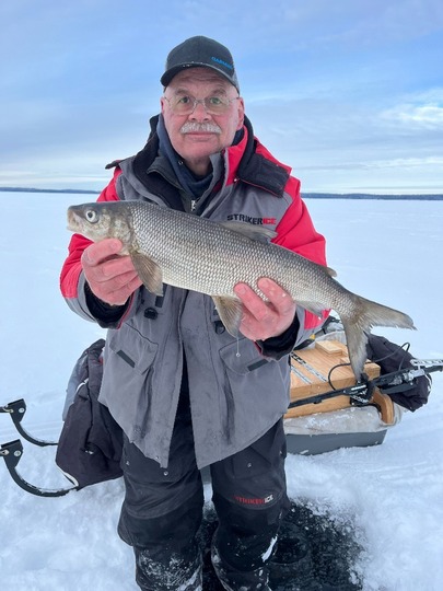 Lake Whitefish