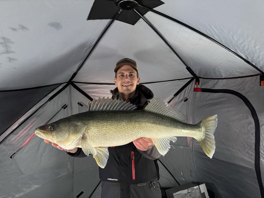 Walleye