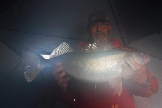 Walleye