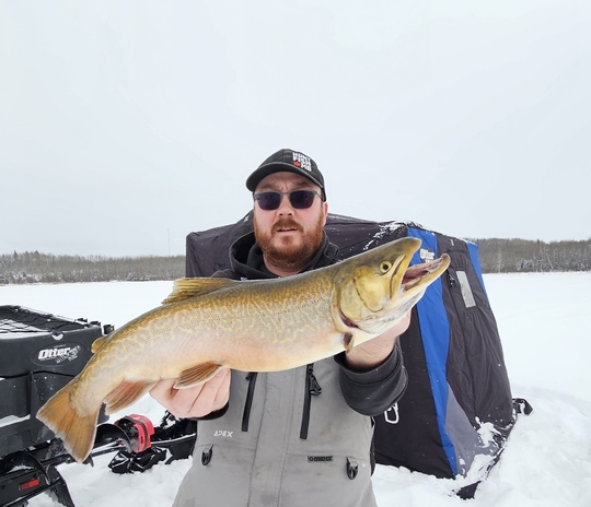 Tiger Trout