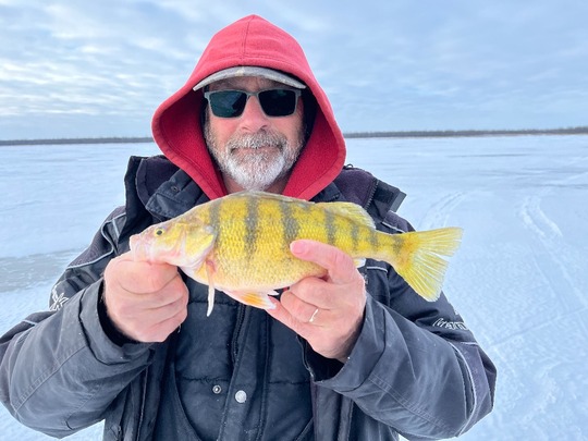 Yellow Perch