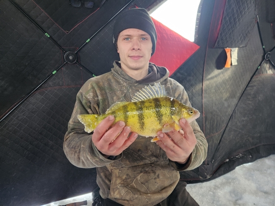 Yellow Perch