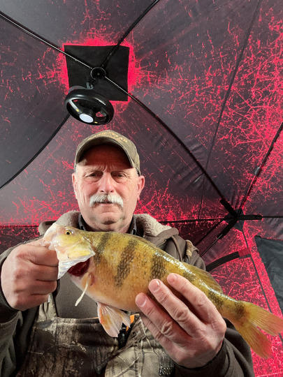 Yellow Perch