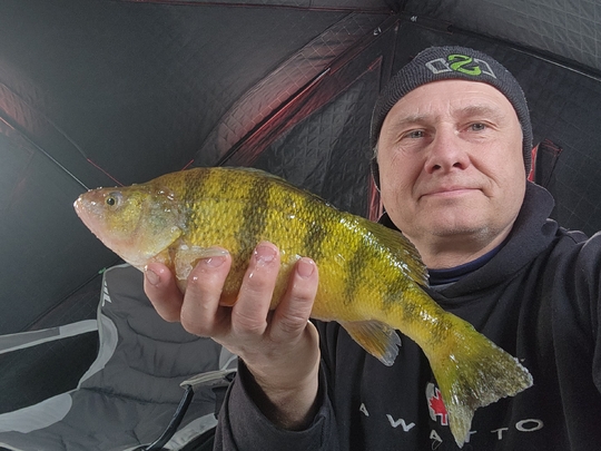 Yellow Perch
