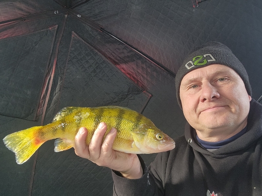 Yellow Perch