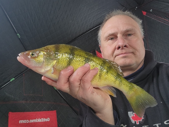 Yellow Perch