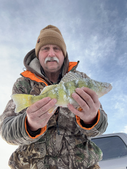 Yellow Perch