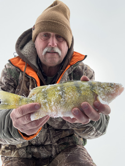 Yellow Perch