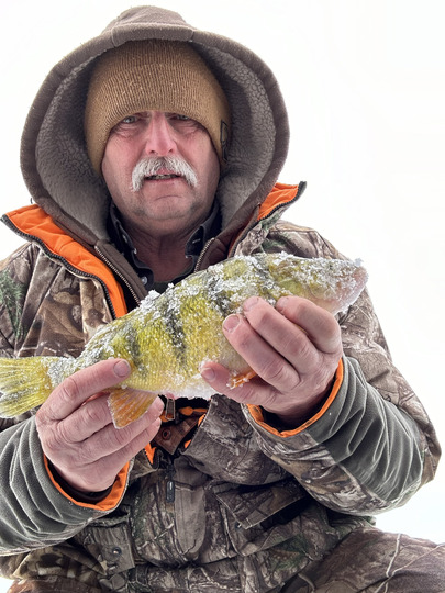 Yellow Perch