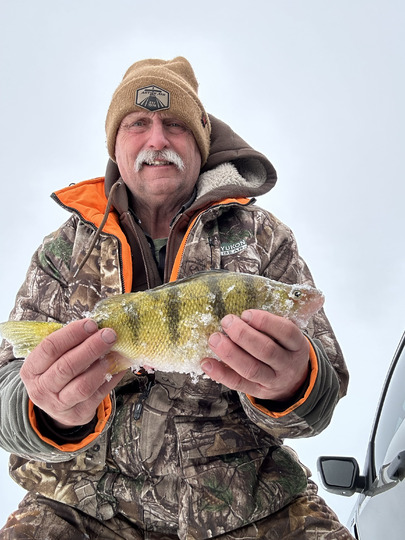 Yellow Perch