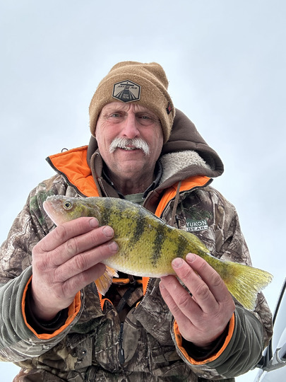 Yellow Perch
