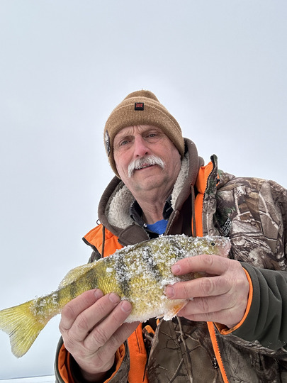 Yellow Perch