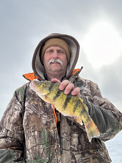 Yellow Perch