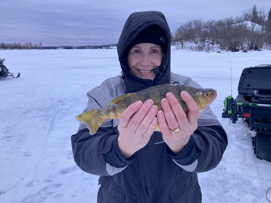 Yellow Perch