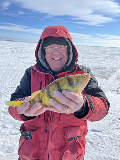 Yellow Perch