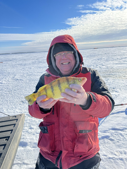 Yellow Perch