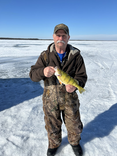 Yellow Perch