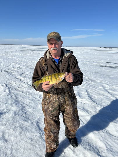 Yellow Perch