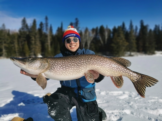 Northern Pike