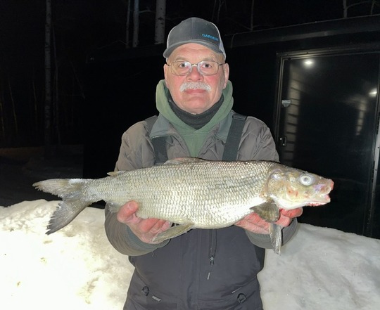 Lake Whitefish