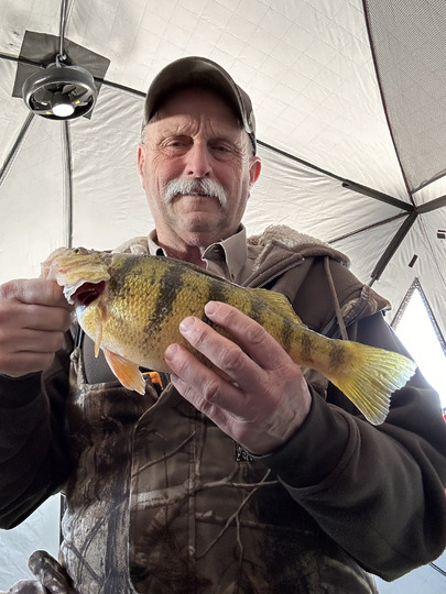 Yellow Perch
