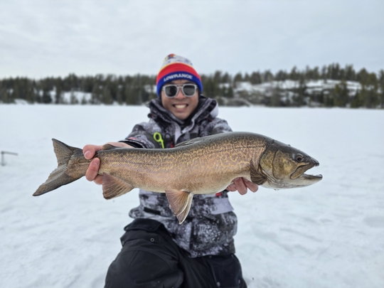 Tiger Trout