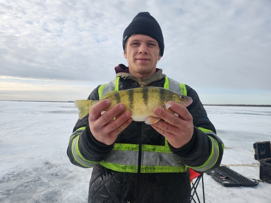 Yellow Perch