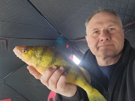 Yellow Perch